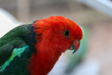 King Parrot