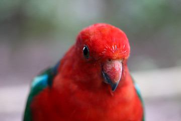 King Parrot