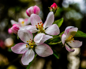 Obraz na płótnie Canvas Spring Apple Tree Blooms 