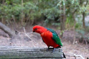 King Parrot