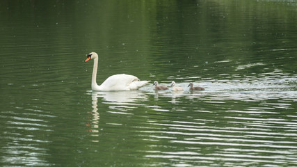 White swan family on the water