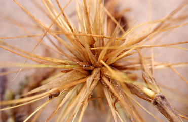 Detail close up of wild grass growing in sand on the beach