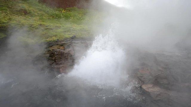 Closeup of steam geyser seamless loop in Deildartunguhver hot springs in Iceland with cloudy vapor boiling water and green moss grass in summer