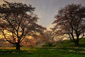 夕焼けと桜