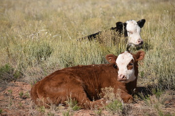 Baby cows laying in the desert 