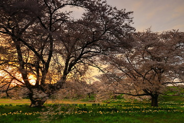 夕焼けと桜