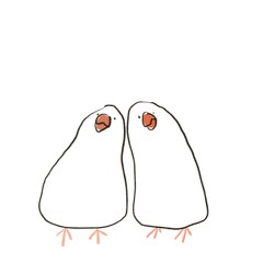 白背景に寄り添う二匹の白文鳥（テキスト無）
