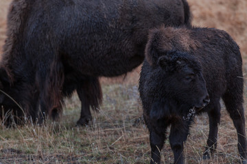 Fototapeta premium american bison grazing