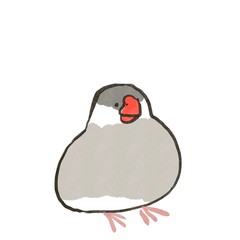 白背景にシルバー文鳥
