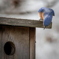 Eastern parent bluebirds working around the nest box