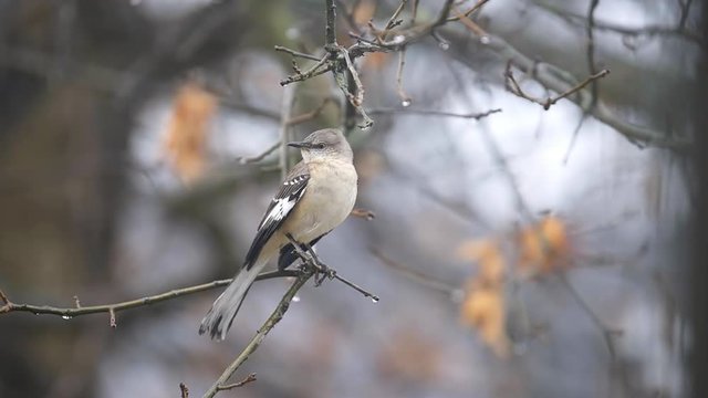 Seamless cinemagraph loop of northern mockingbird bird perched on oak tree branch during winter with bokeh background and spring rain in Virginia