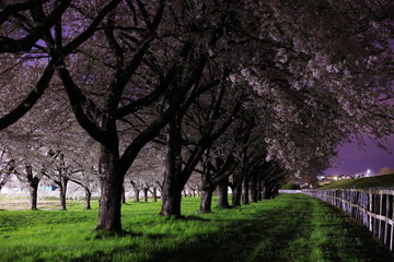 満開の夜桜