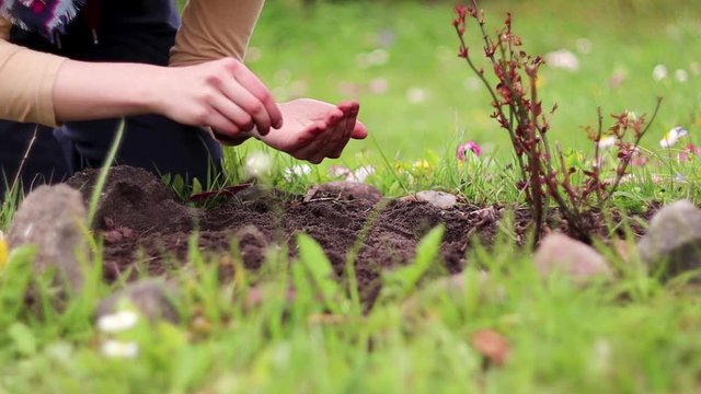 Gardener Girl Planting Flower Seeds in the Soil. Close up Gardening. Bokeh Effect