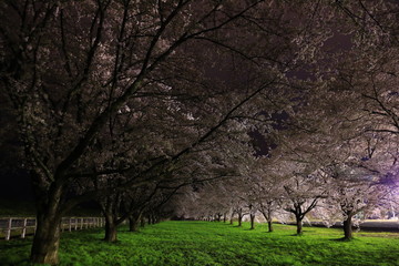 満開の夜桜