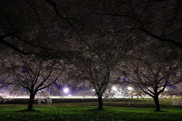 Fototapeta na wymiar 満開の夜桜