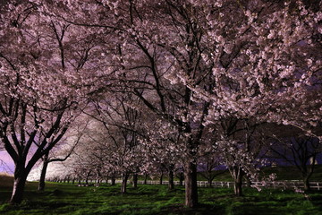 満開の夜桜