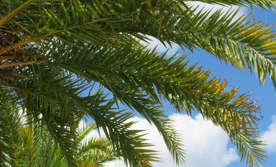 Fototapeta premium Beautiful palm tree branches on blue sky and clouds background in Florida nature
