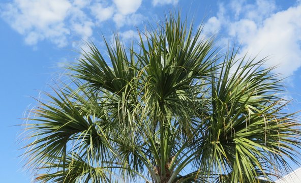 Palm tree against blue sky in Florida nature