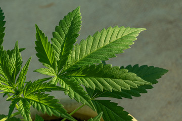 Cannabis leafs up close landscape