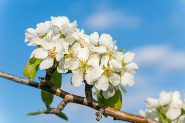 Blooming pear tree