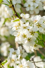 Blooming pear tree