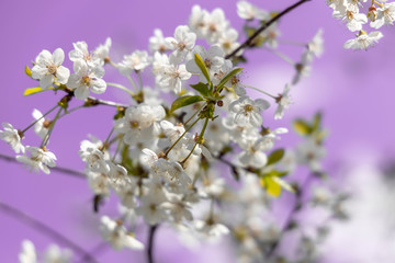 Blooming cherry on a background of blue sky. White flowers on a lilac background close-up.Spring blooming sakura cherry flowers branch..