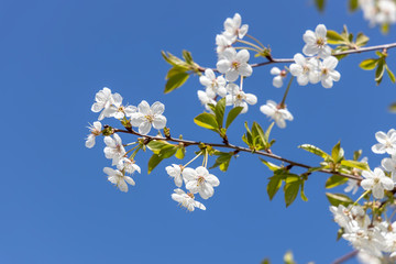 Blooming cherry on a background of blue sky. White flowers on a blue background close-up.Spring blooming sakura cherry flowers branch..