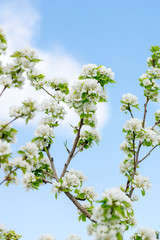 Blooming pear tree