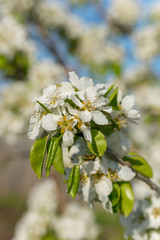 Blooming pear tree