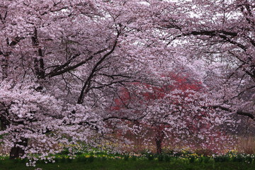 岩手県奥州市　満開の桜