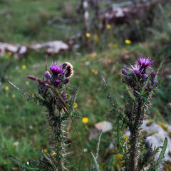 Bee on a Scotland thistle in grass 