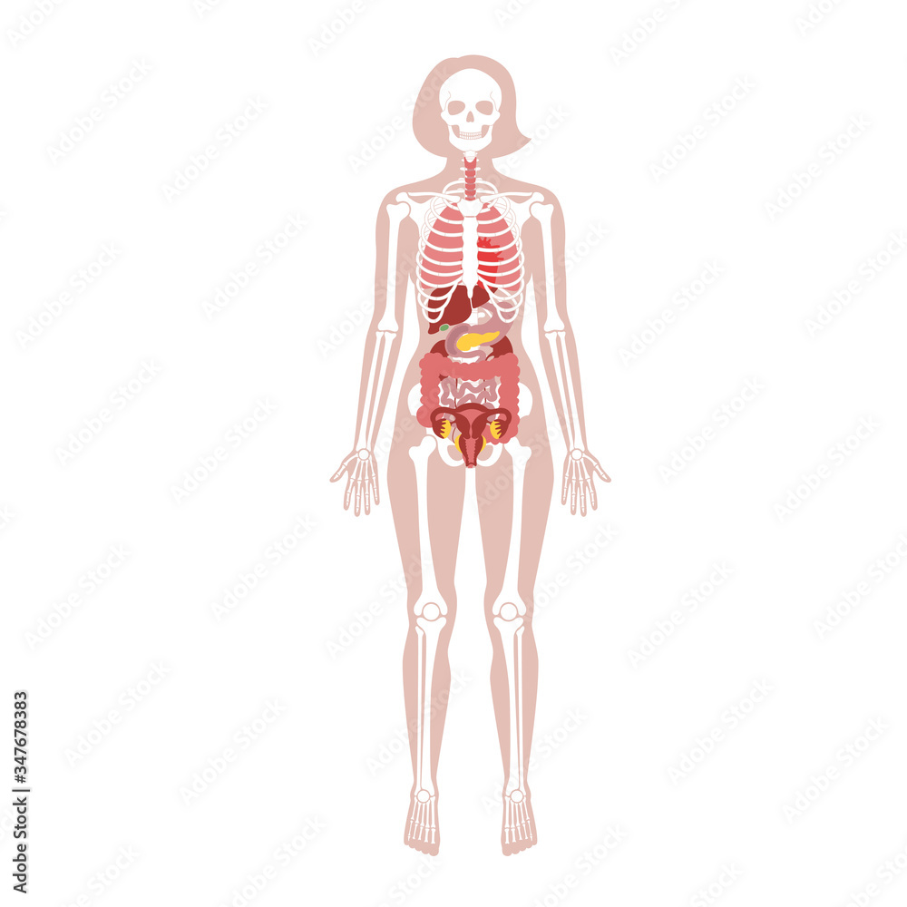 Sticker human woman skeleton and internal organs anatomy