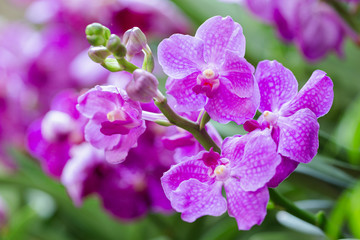 Fototapeta na wymiar Orchid flower in orchid garden at winter or spring day for beauty and agriculture design. Vanda Orchidaceae.