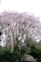 Fototapeta premium Sakura cherry blossoms trees on the white isolate sky background near the house in city, flower pink full blooming and Sakura branches drop to the floor look like fountain in Japan.