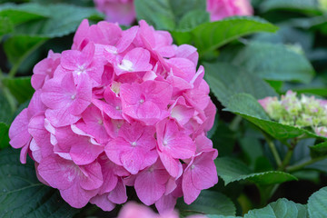 Hydenyia flower in garden at sunny summer or spring day.