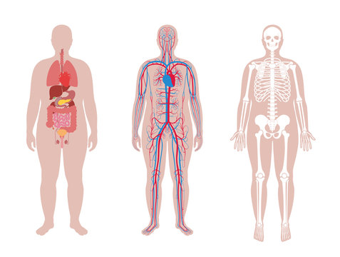 Internal structure of human body.