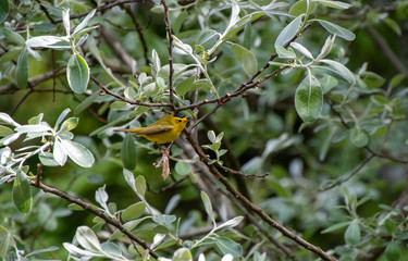A picture of a Wilson's Warbler perching on the branch.    Vancouver  BC  Canada　
