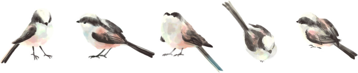 エナガ 小鳥の水彩風ベクターイラストカット