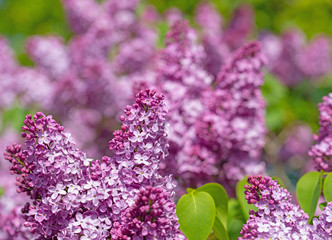 Violett blühender Flieder, Syringa