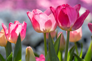 Tulip flower and green leaf background in tulip field at winter or spring day for decoration and agriculture design.