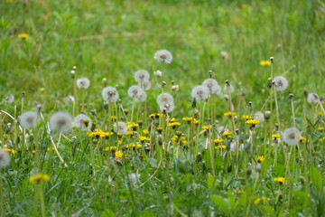 タンポポの黄色い花と白い綿毛がいっぱいの春の野原