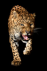 Close up angry big leopard isolated on black background