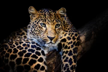 Fotobehang Close-up boos grote luipaard geïsoleerd op zwarte achtergrond © byrdyak
