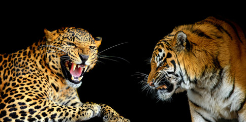 Portraits of two big wild cats on a black background
