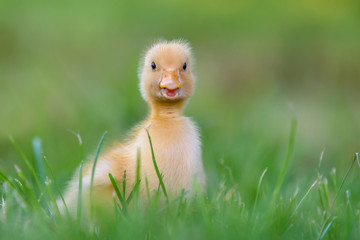 Funny  Little yellow duckling on spring green grass