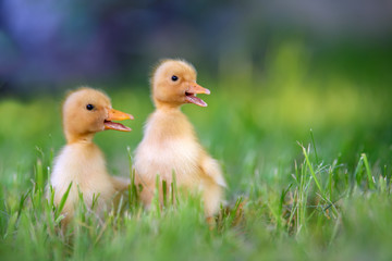 Funny  Little yellow duckling on spring green grass