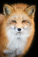 Fototapeta premium Portrait Red Fox, Vulpes vulpes, beautiful animal on black background