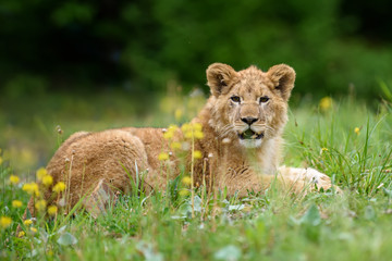 Lion cub in grass. Animal wild predators in natural environment