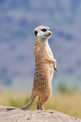 Meerkat standing looking for something.  Suricata suricatta wild predators in natural environment