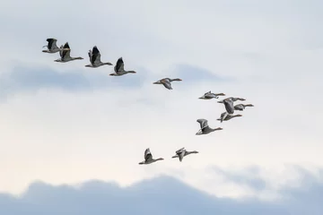 Fotobehang Vogels Migrating Geese flying in V formation  © byrdyak